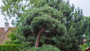 Well planted white pine tree increases the property value and decreases energy consumption of Puget Sound home in Auburn, Washington