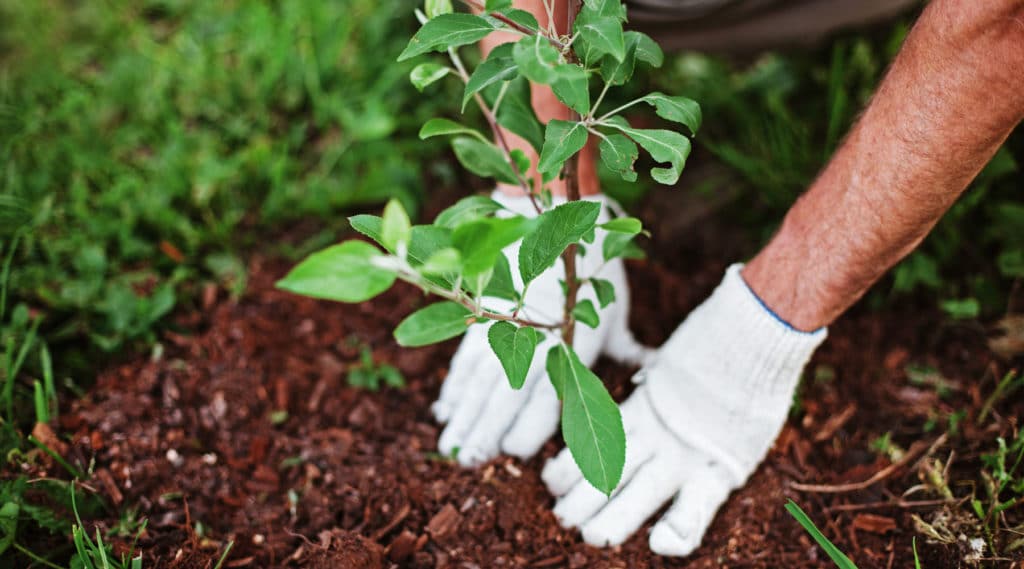 Sustainable tree planting practices for western Washington homes