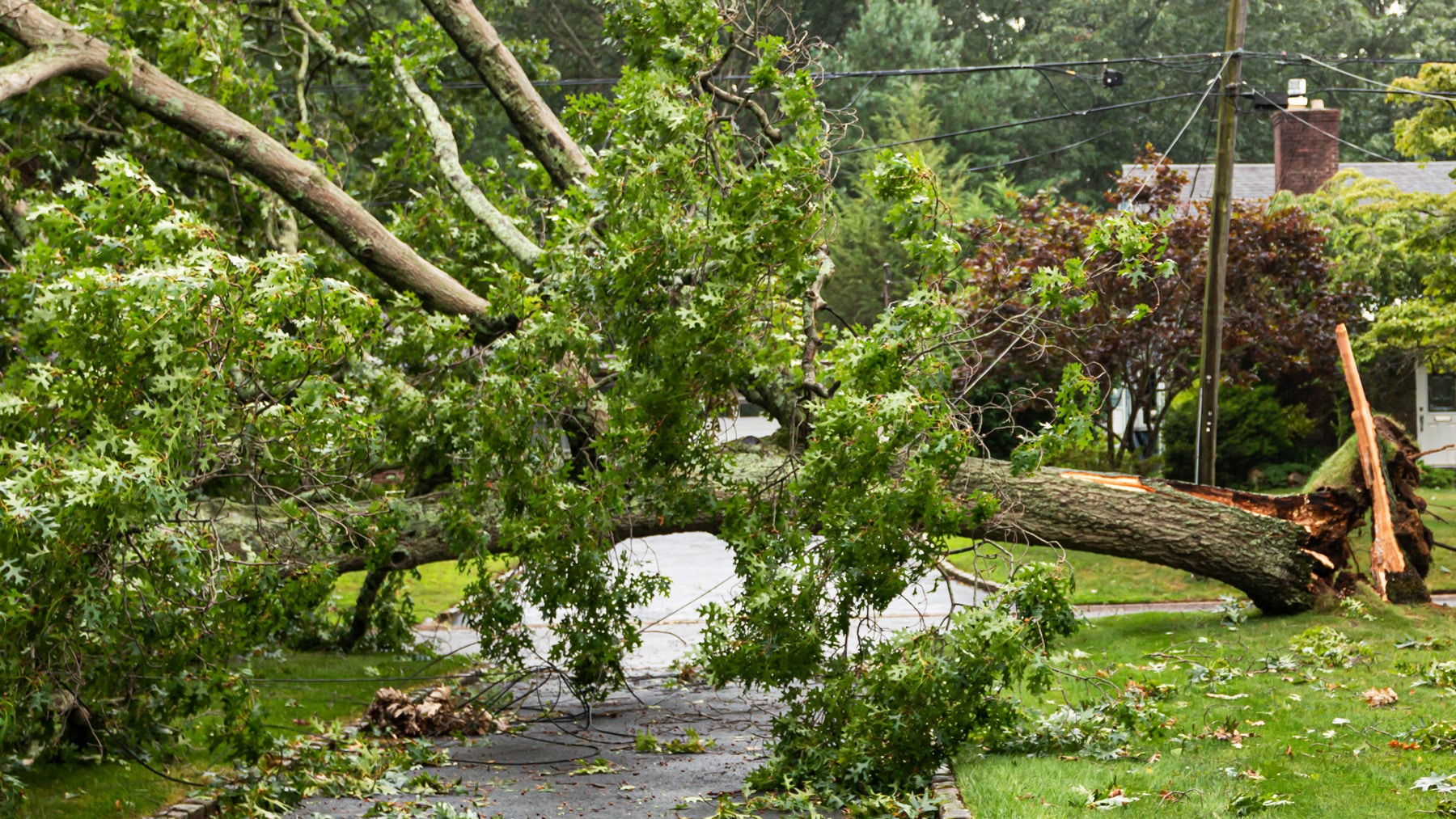 Understanding Tree Damage Coverage in Home Owners Insurance Policies - How to file claims for property damages caused by trees