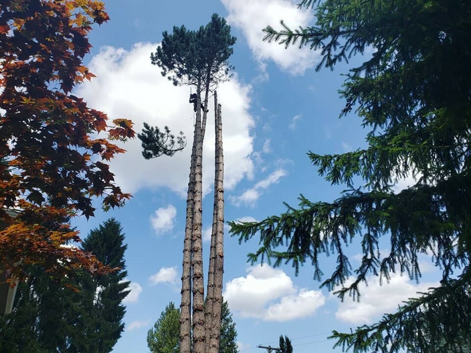 Arborist scales tall tree for tree pruning services