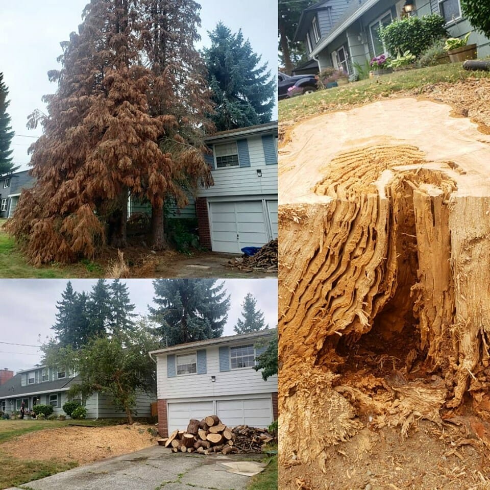 Cedar Tree Removal by Pacific Arboriculture certified arborists