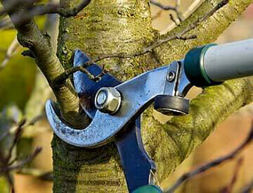 Person prunes tree branch with tree trimmer