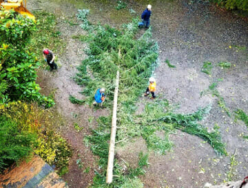 Fallen tree removal done by Pacific Arboriculture in Seattle