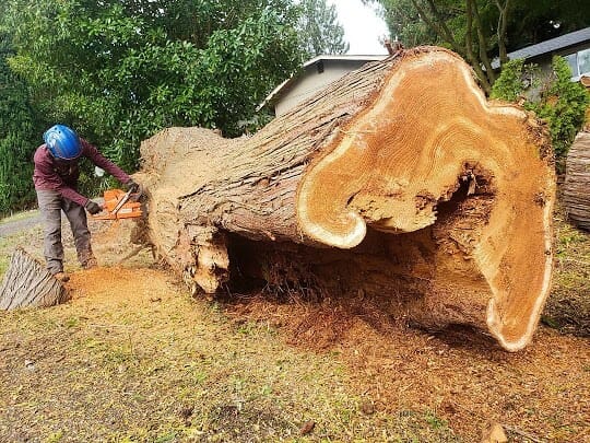 Fallen Red Cedar Tree | Downed Tree Removal