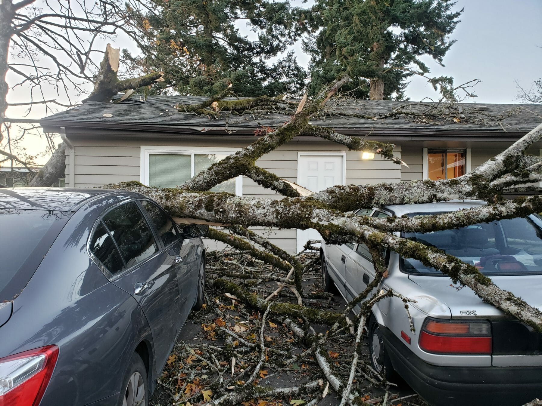 Fallen tree causes damage at home