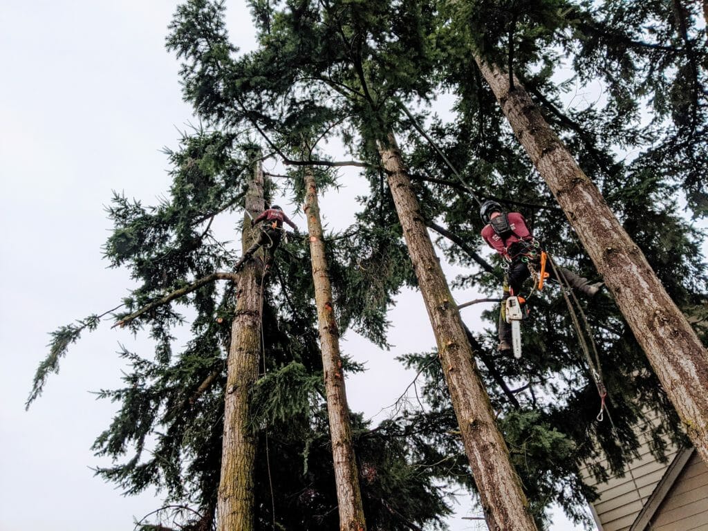 Arborist scales tall tree for tree removal