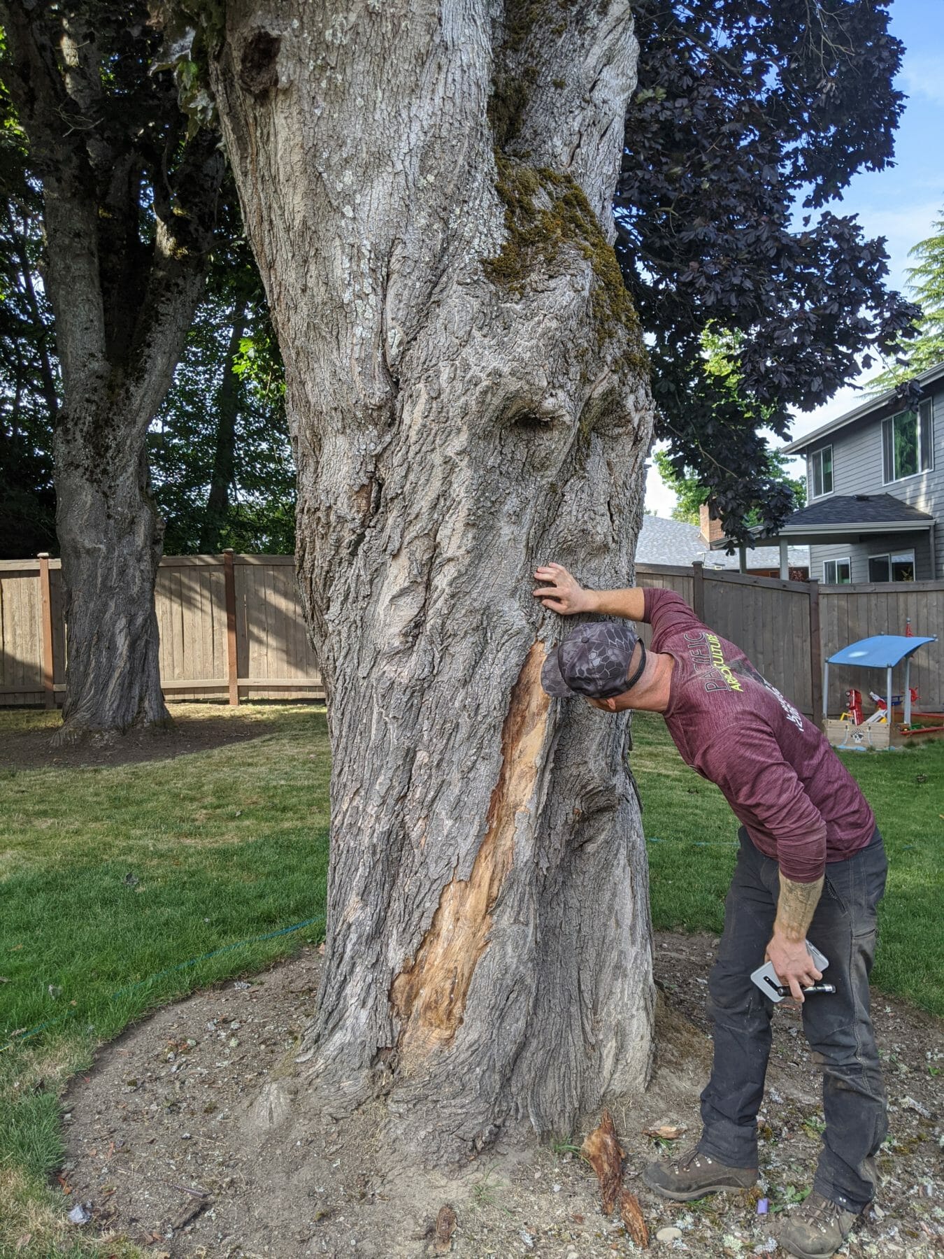 Professional arborist inspects tree