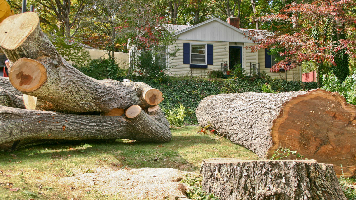 Large trees are removed from HOA and Multifamily properties