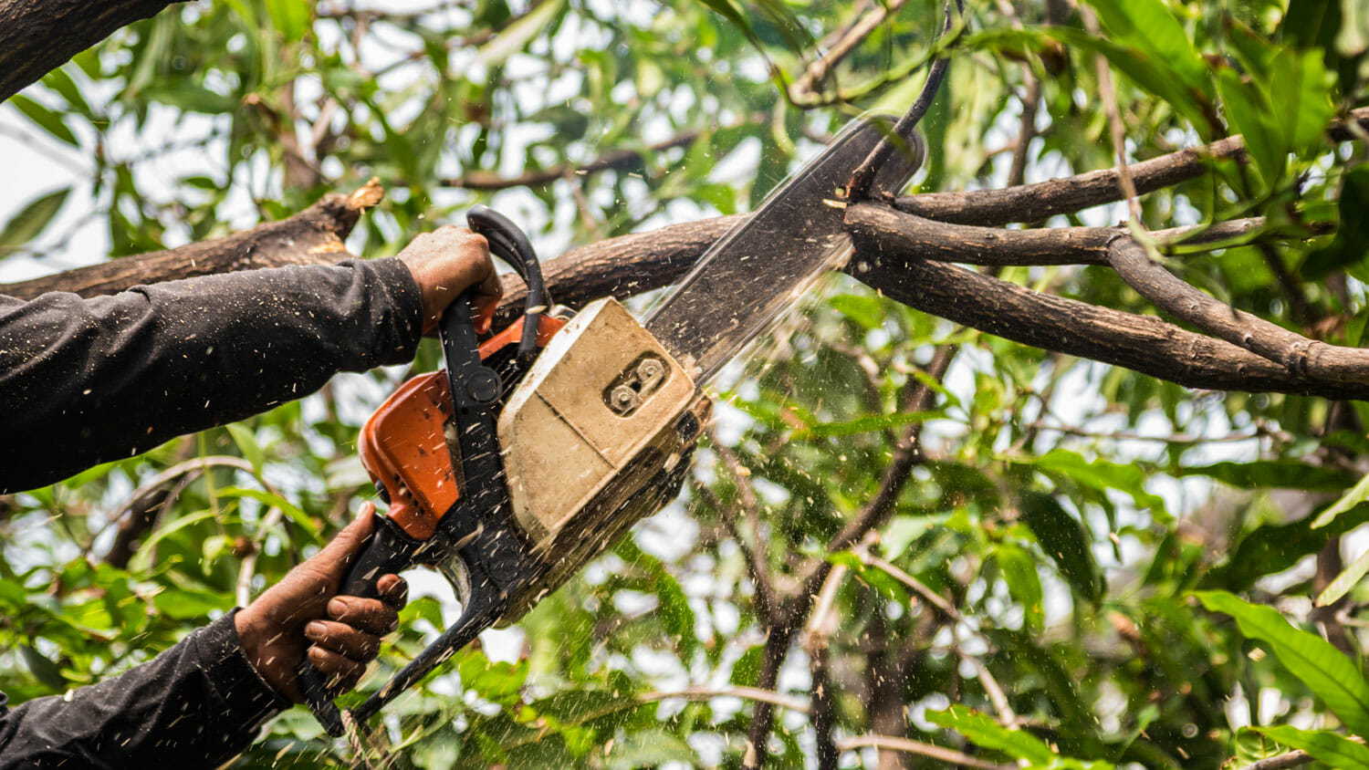 Tree branches trimmed with a chainsaw by professional arborist