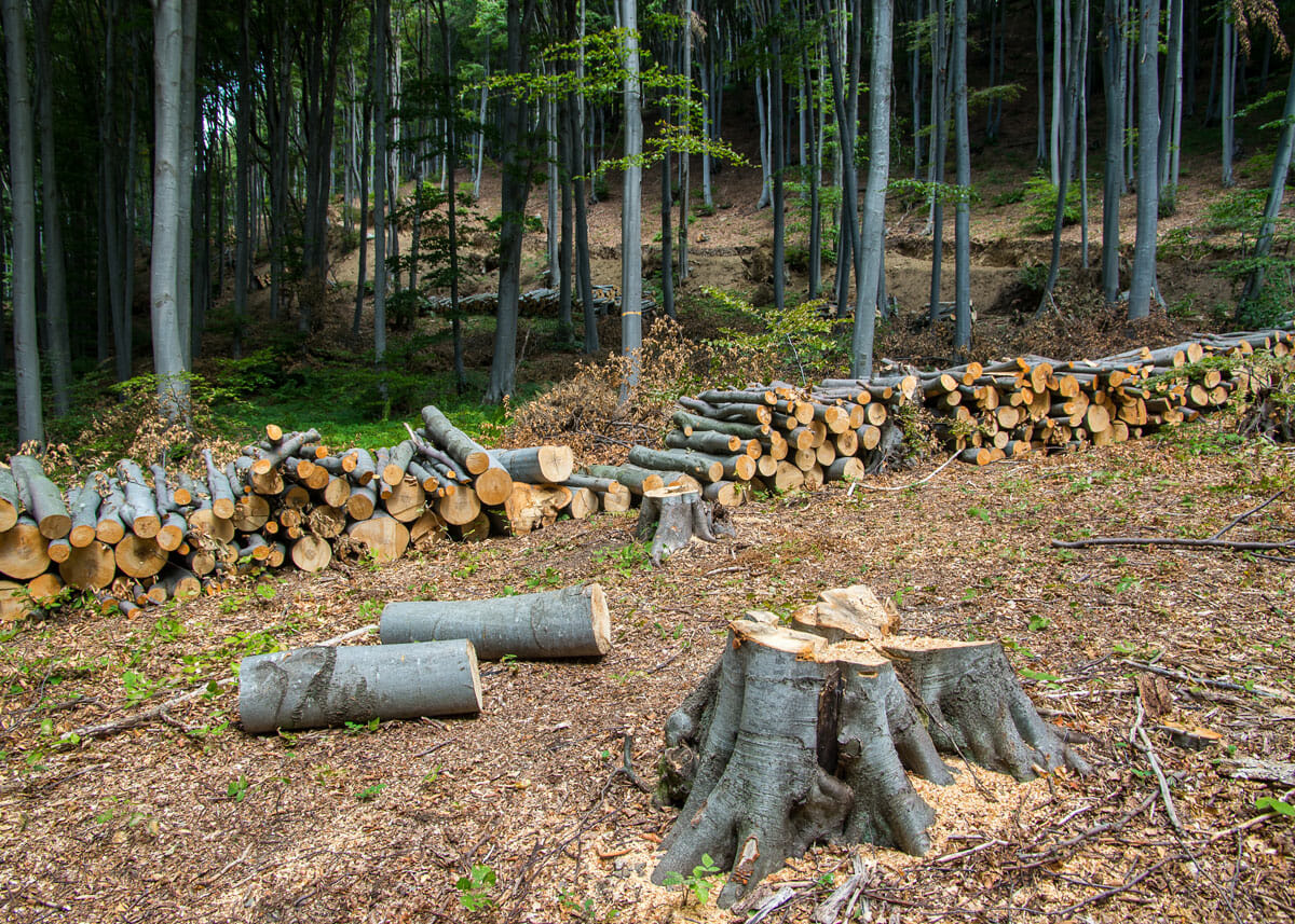 Tree stumps stacked together for stump removal from Pacific Arboriculture