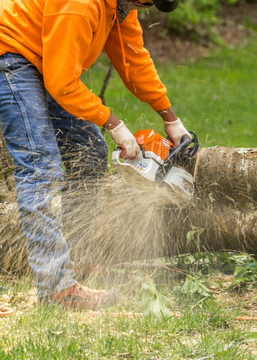 Tree professional uses chainsaw to cut tree trunk