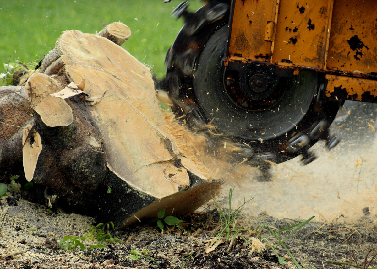 Stump grinding by Pacific Arboriculture