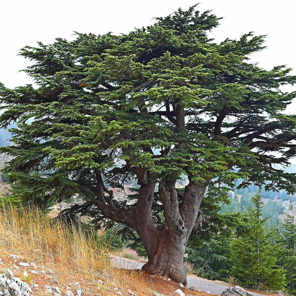 Cedar tree grows in washington state | Pacific Arboriculture