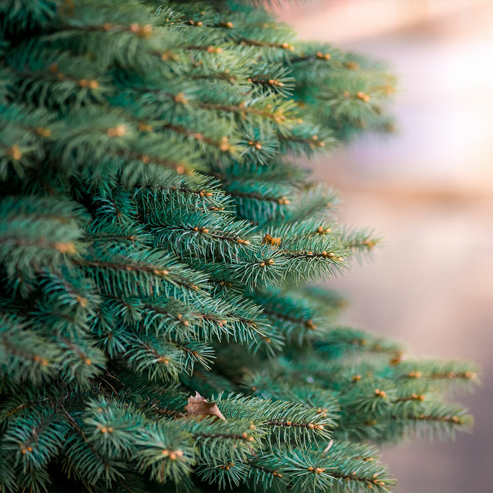 Fir tree branches in washington | Pacific Arboriculture