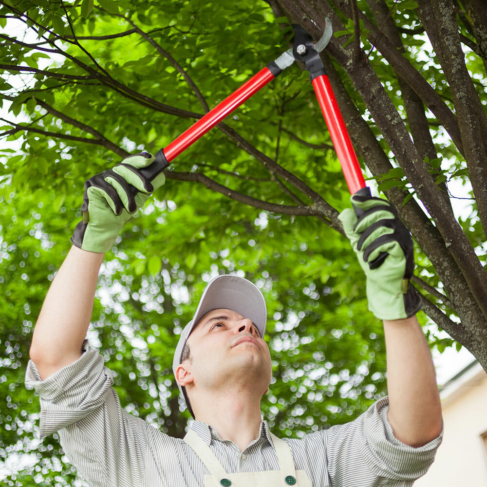 Arborist prunes tree branches with tree trimmer