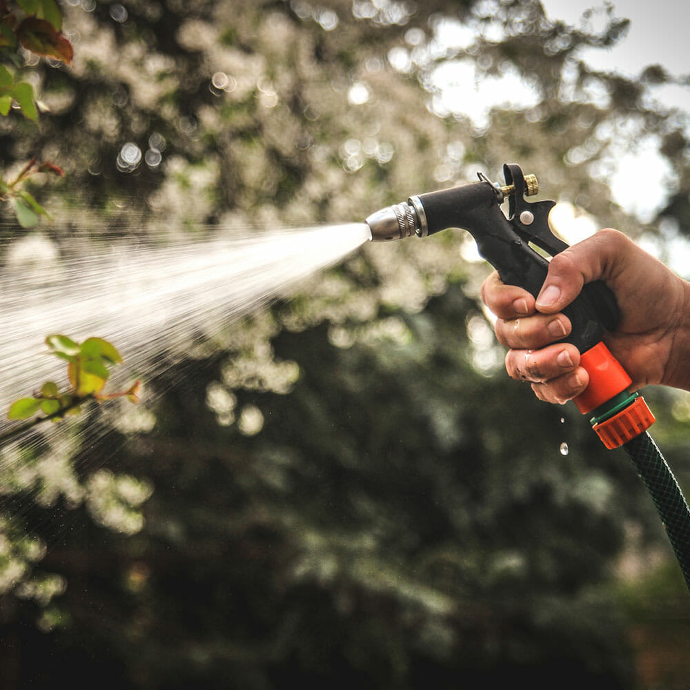 Person holds hose and waters tree | Pacific Arboriculture