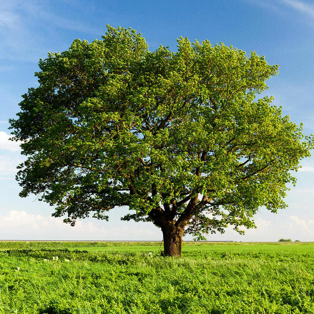 Oak tree grows in Washington