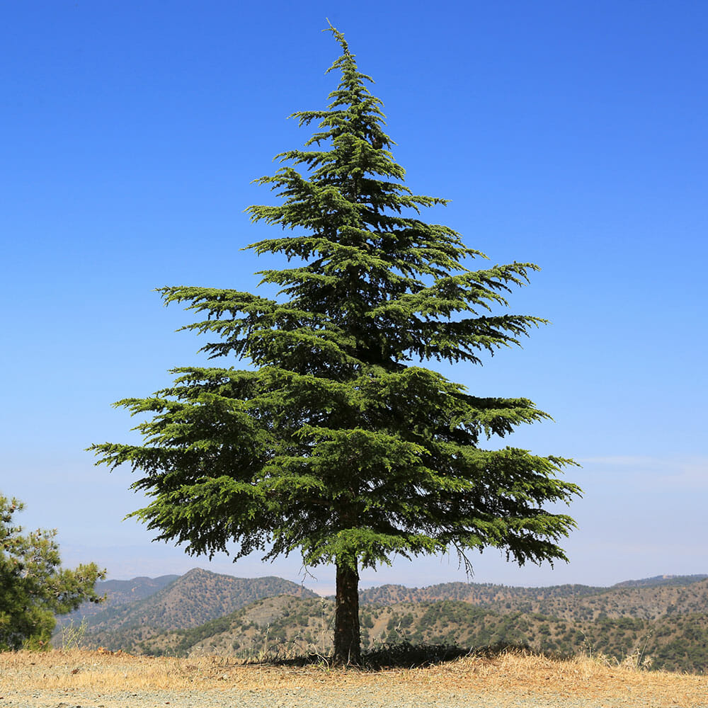 Pine tree grows on mountain