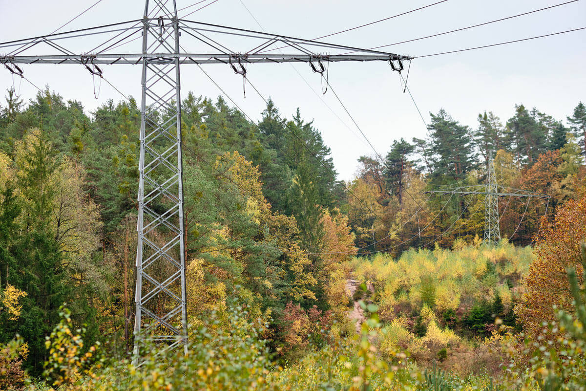 Power lines in the midst of a forest