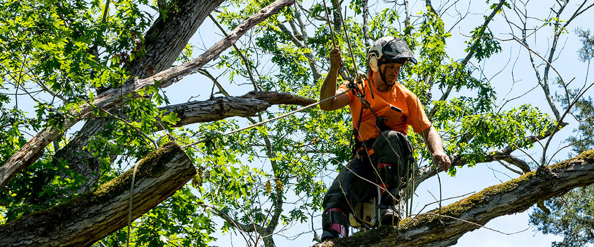 Professional Seattle Arborist climbs tree to trim branches