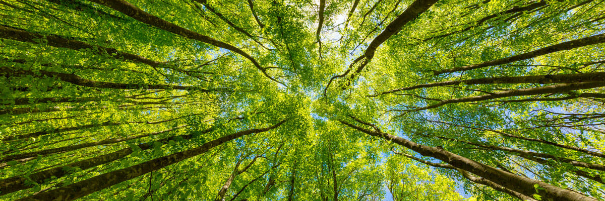 Looking up at trees in forest | Pacific Arboriculture
