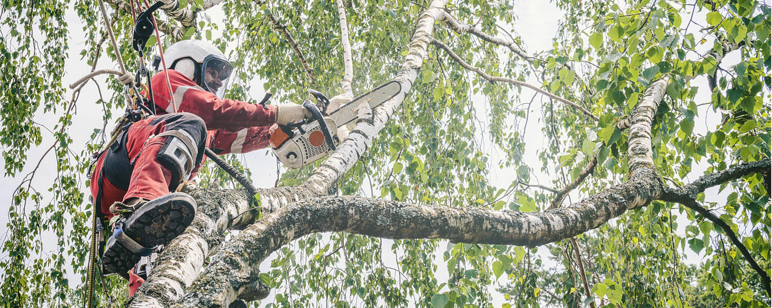 Tree trimming professional in tree uses chainsaw to trim branches