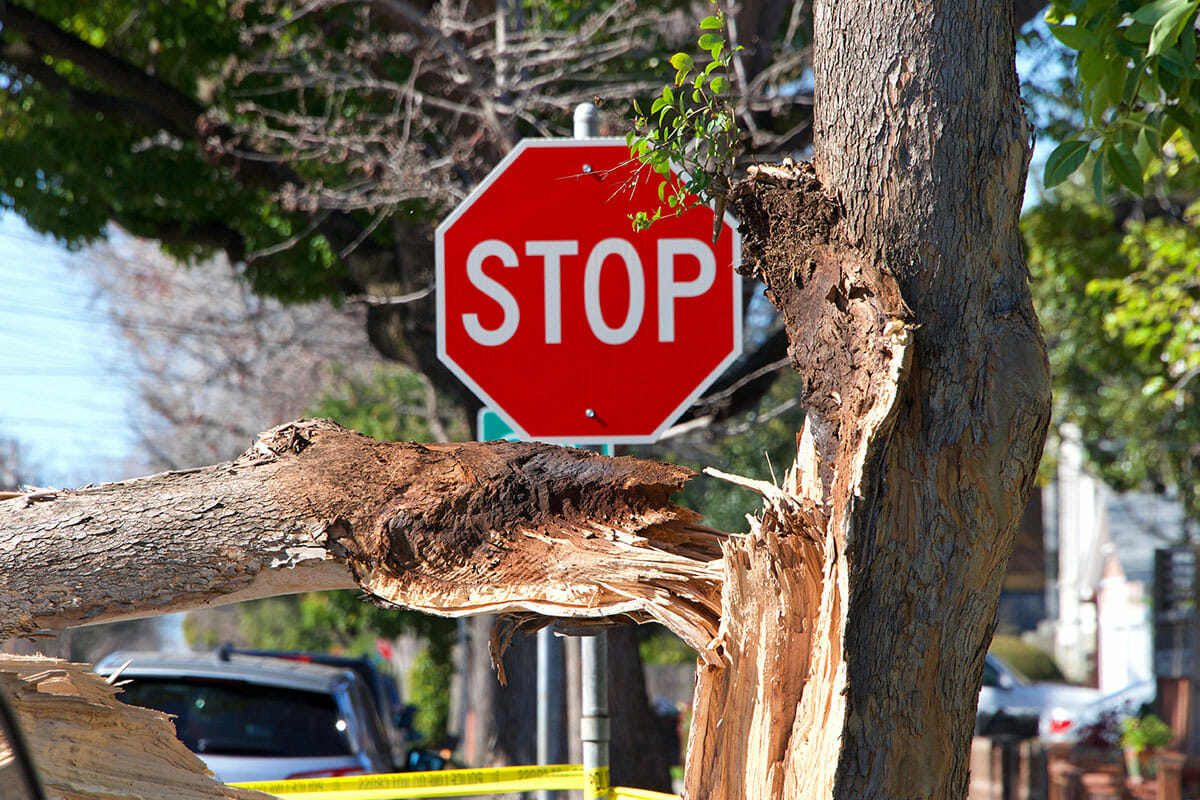 Broken tree trunk next to stop sign