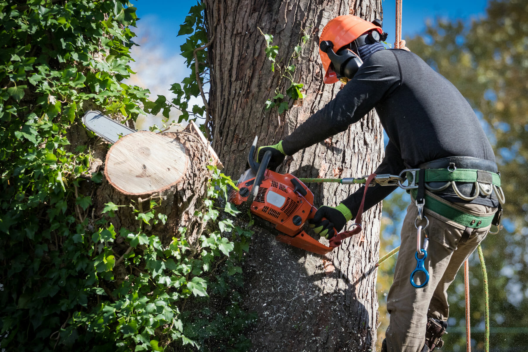 Professional tree care - arborist uses chainsaw to trim tree