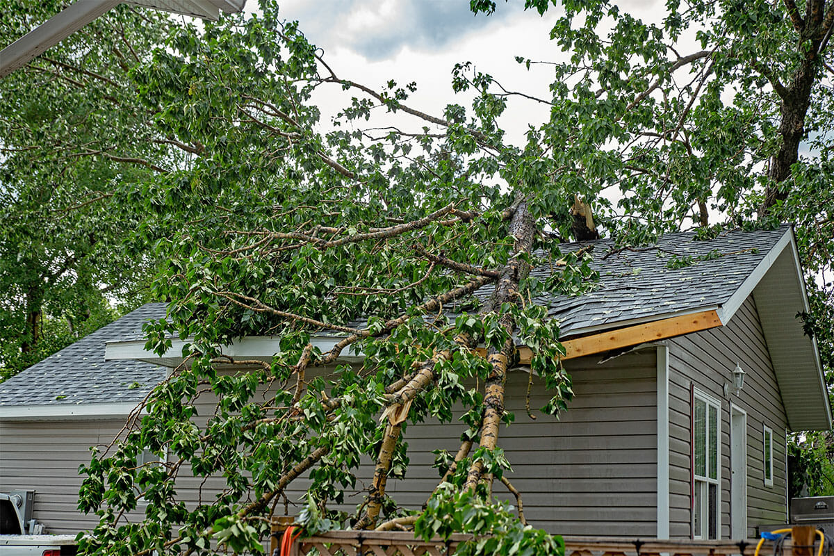 Home damaged by fallen tree