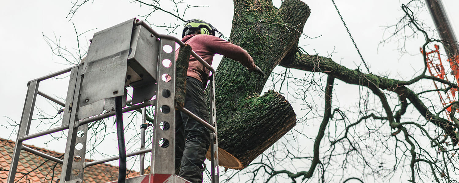 Professional tree trimmer safely cuts down large tree trunk