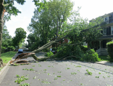 Storm Damaged Tree Falls on Road | Professional Tree Removal from our certified arborists