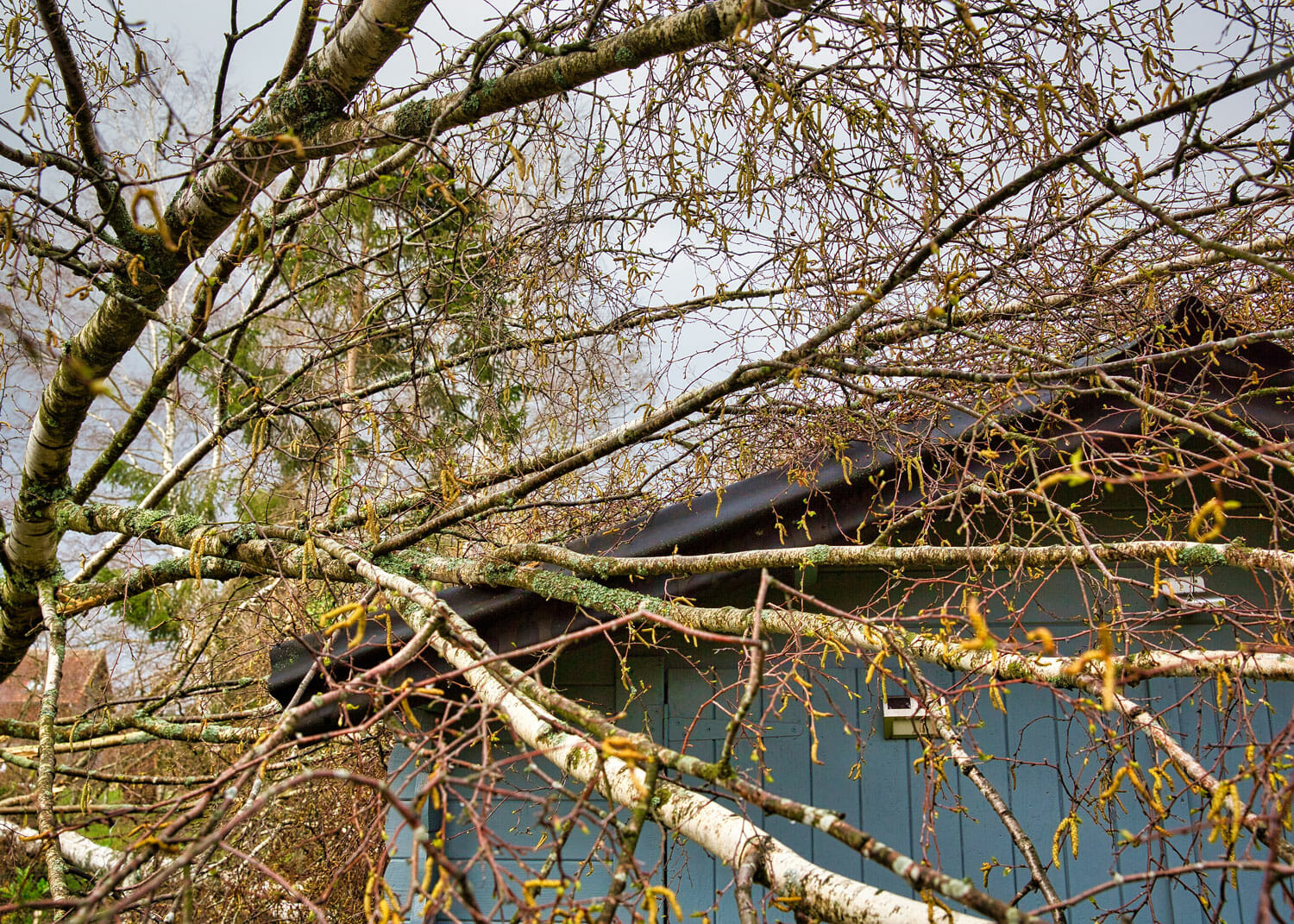 Overgrown tree limbs pose danger to roof | Seattle Tree Trimming Services