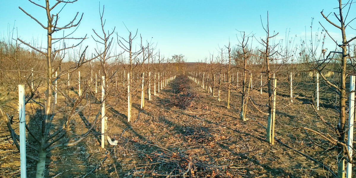 Orchard of trees in winter are well pruned