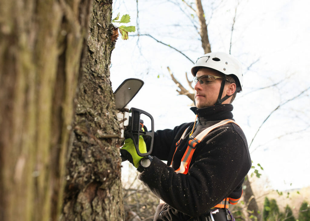 Man safely trims trees in winter with chainsaw