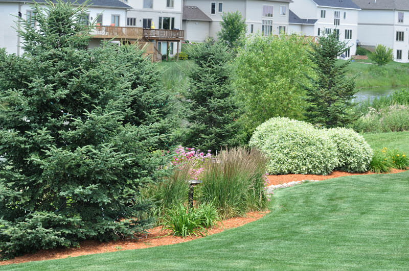 Coniferous and Evergreen trees surrounded by bushes and a green lawn