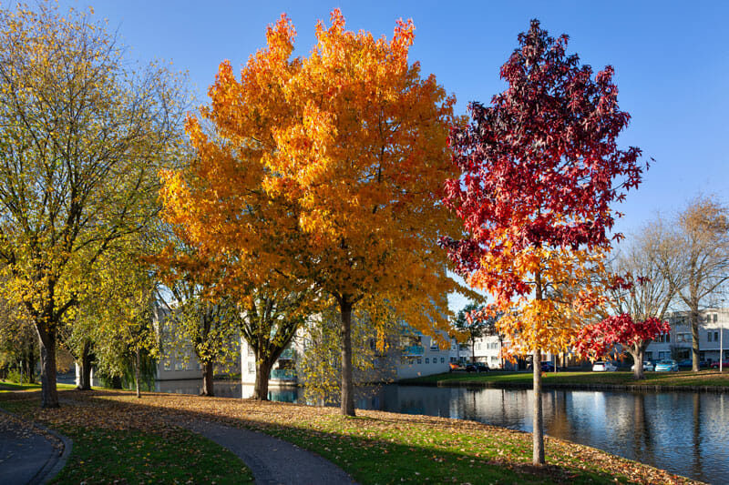 Deciduous trees in bright shades of red & orange next to a river