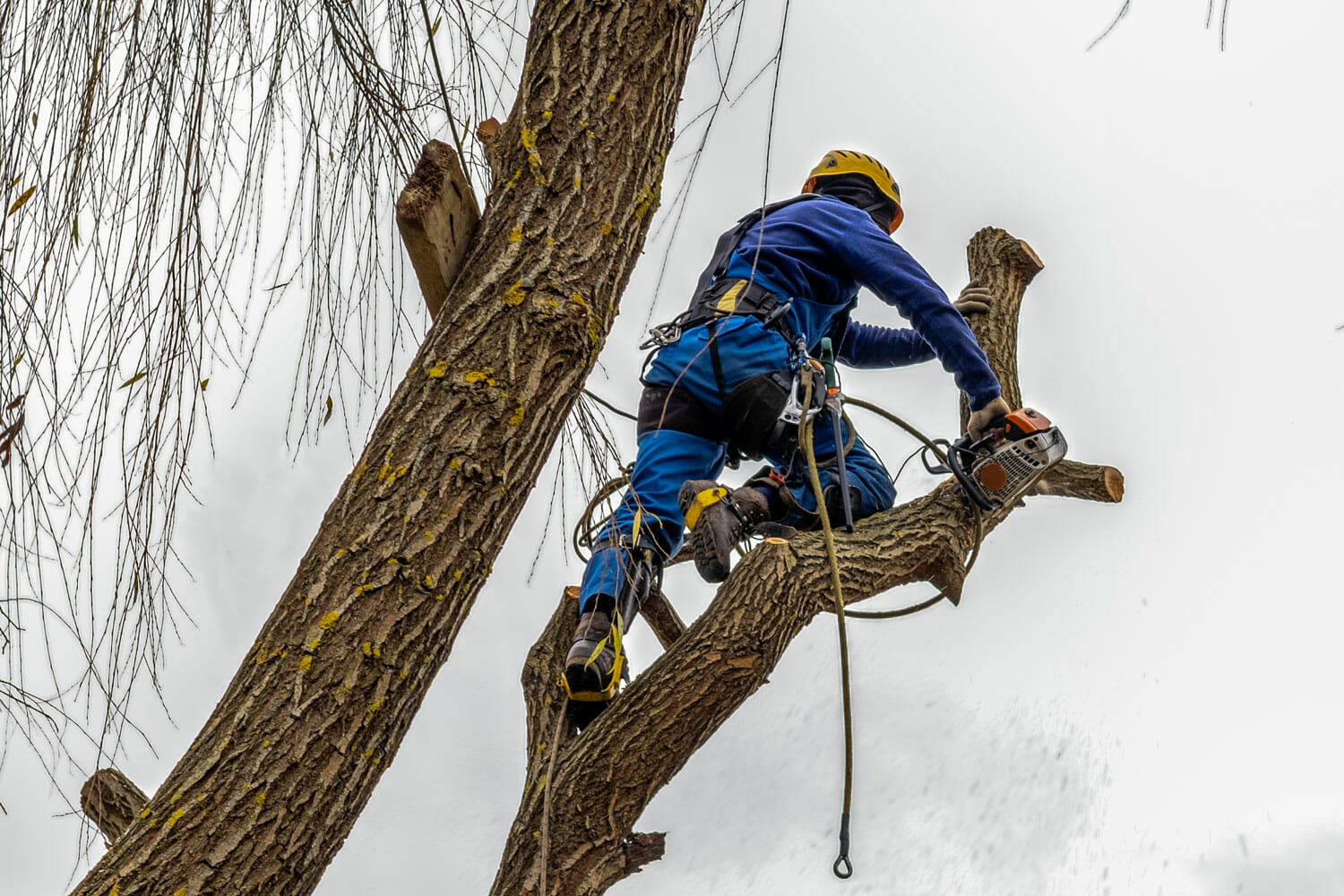 Arborist services dead tree to remove dead branches
