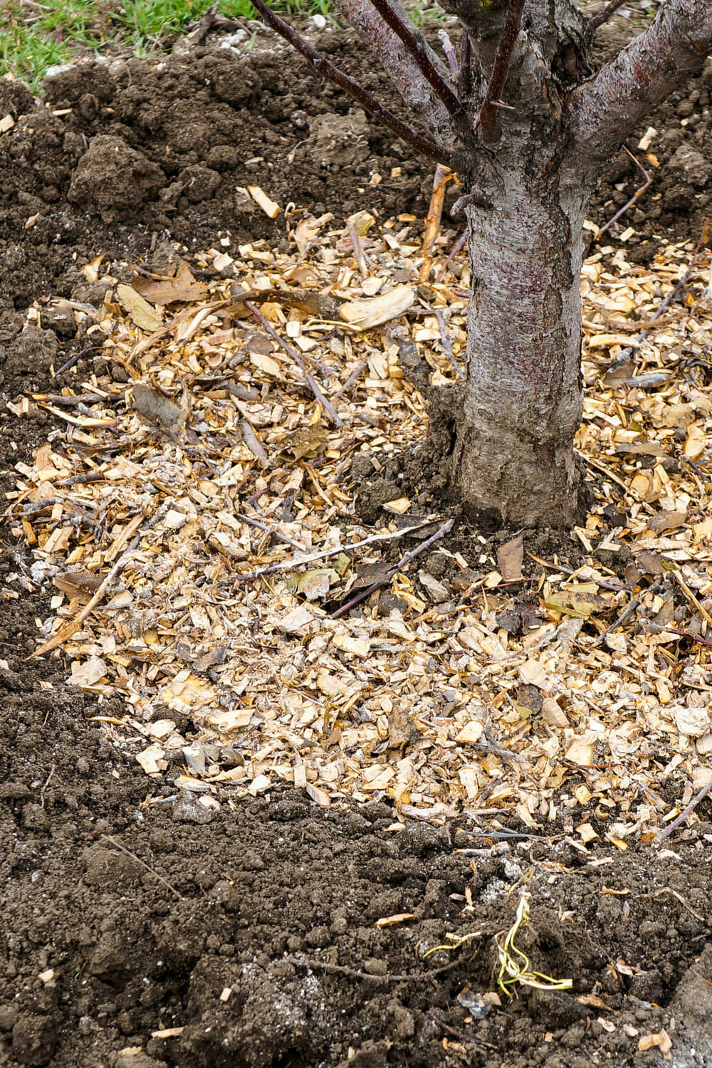 Tree mulch surrounds tree trunk | Pacific Arboriculture
