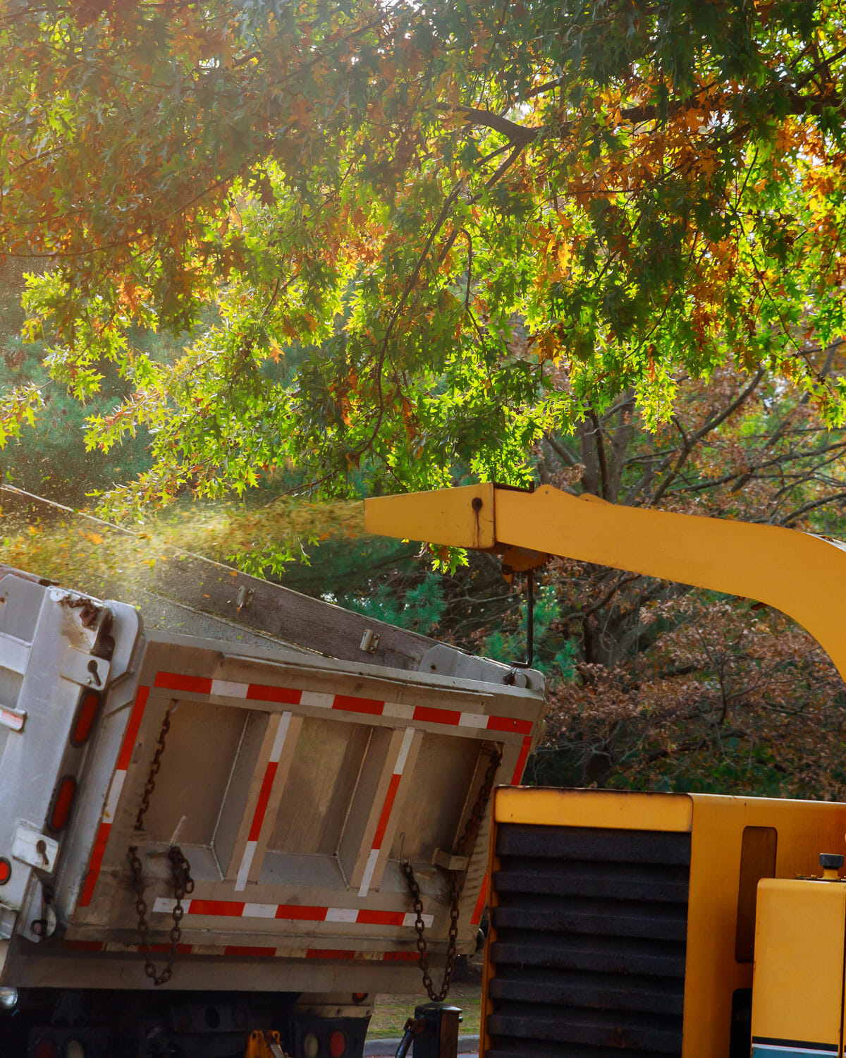 Yellow machine blows woodchips into dump truck