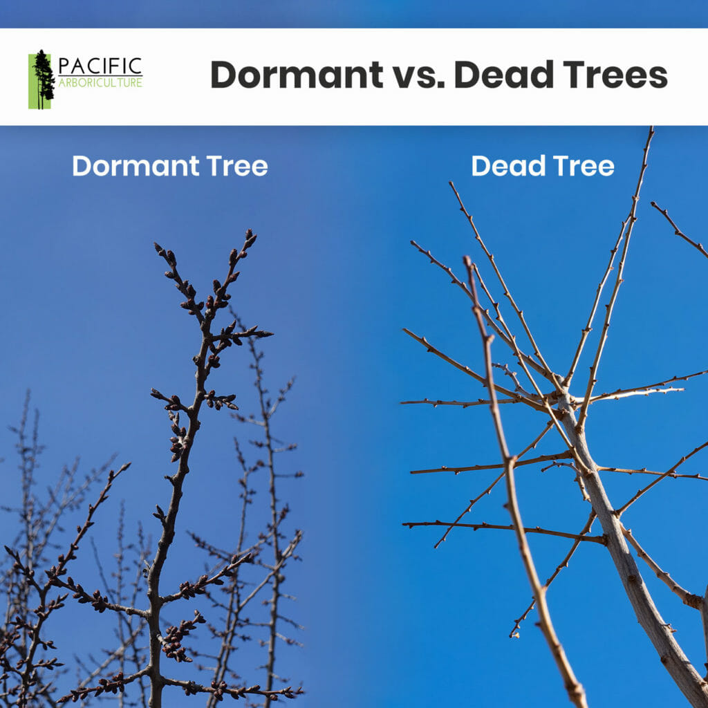 dormant vs. dead trees graphic | how to tell