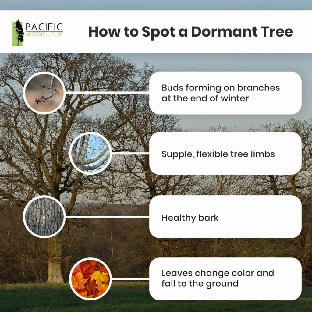 How to spot a dormant tree | tips to find dormant trees in washington