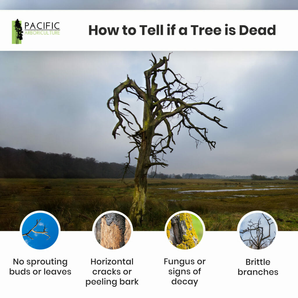 how to tell if a tree is dead | what to look for in a dead tree | pacific arboriculture