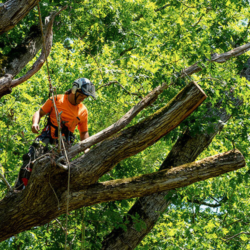 Arborist does tree limb removal service in washington