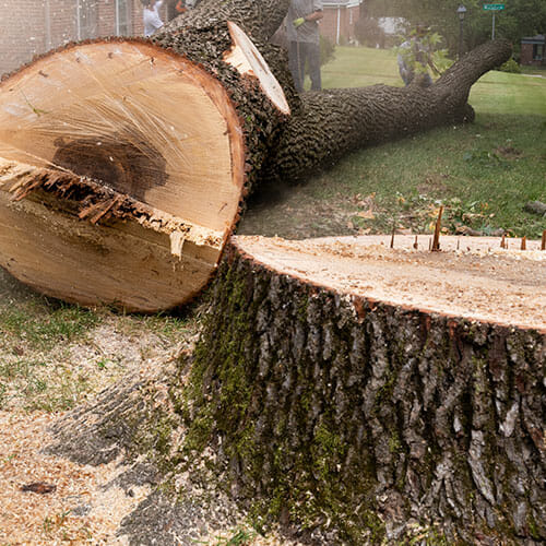 Tree Removal Service in Washington | Tree cut down and removed