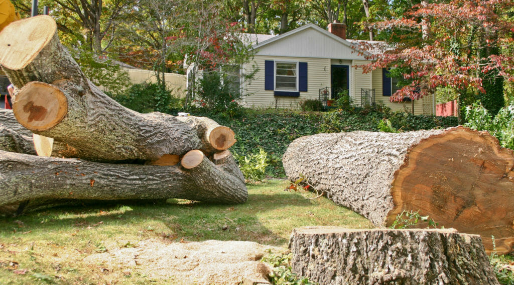 Trees cut down next to a house by a professional tree removal company