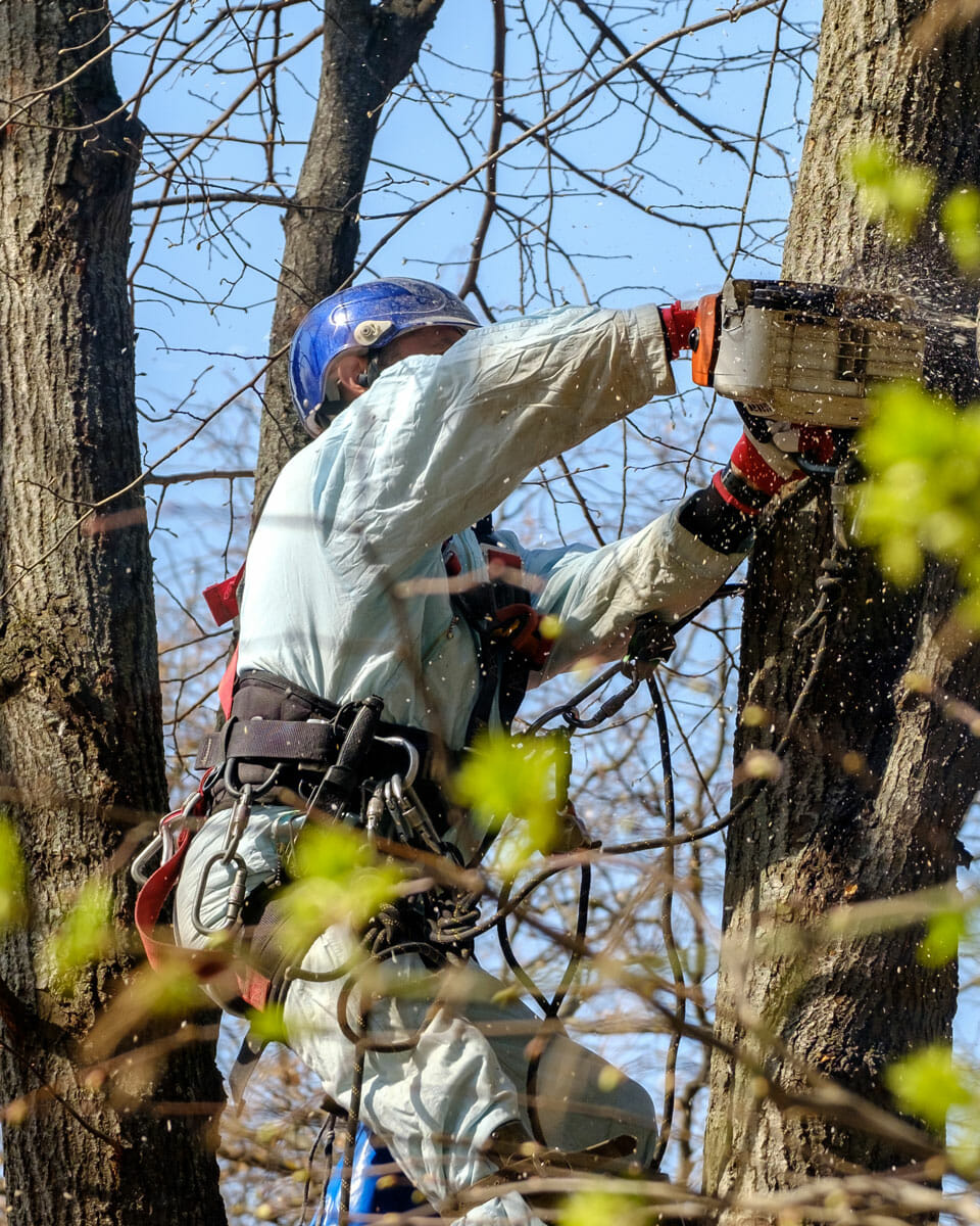 Certified arborist cuts down tree in washington state