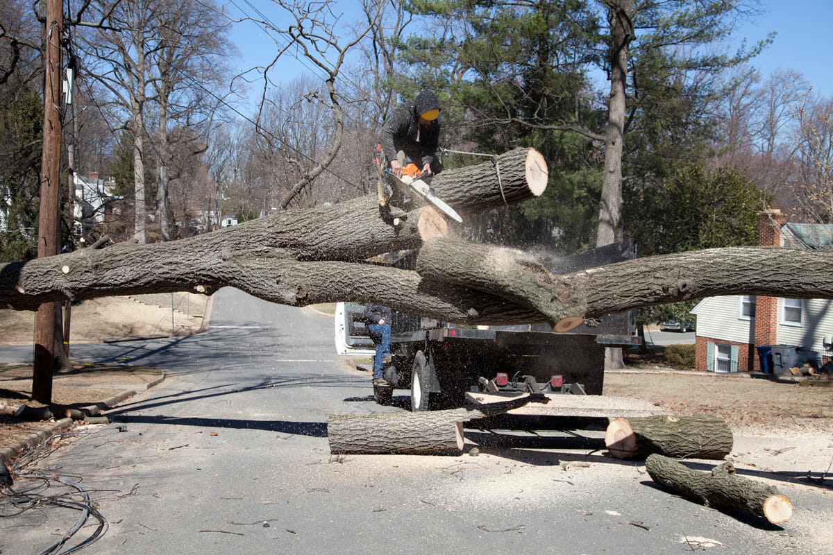 arborist uses chainsaw for emergency tree service