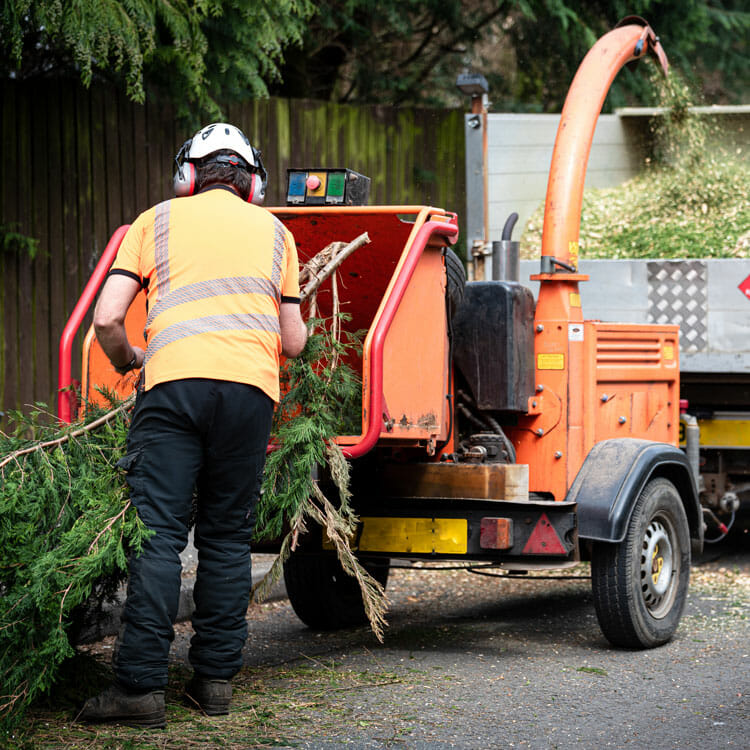 Professional arborist in Washington puts pruned tree branches in woodchipper
