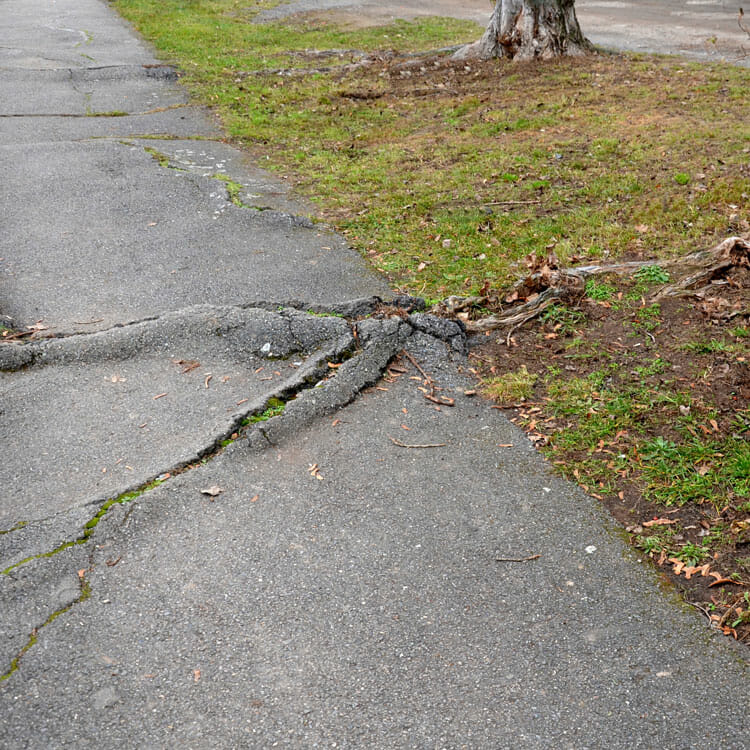 Invasive tree roots cause issues in asphalt