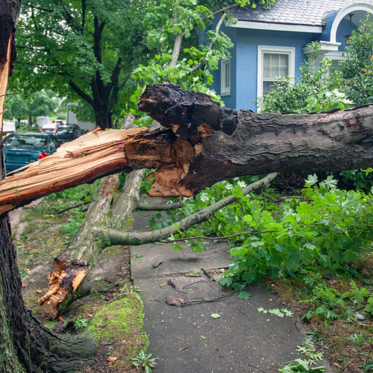 Natural disaster causes tree to fall on property
